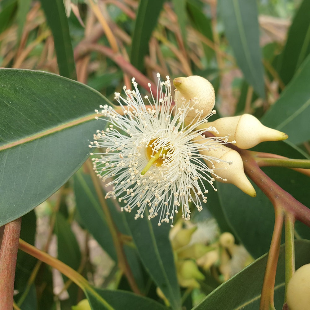 Rosewood Eucalyptus Oil