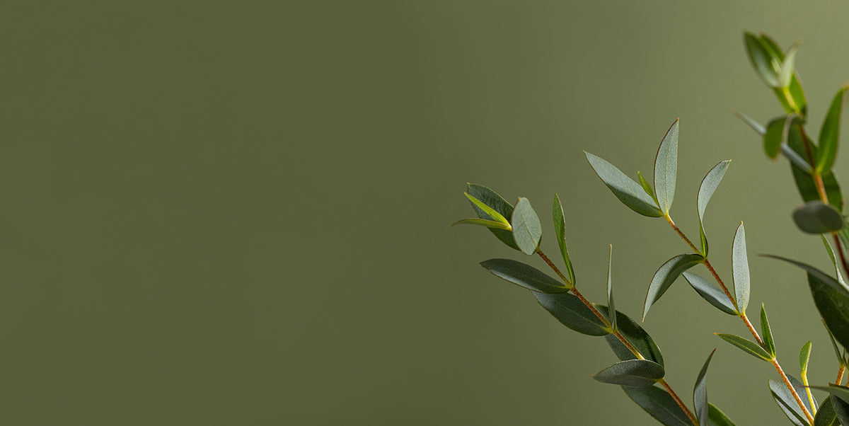 boost your mood with Eucalyptus oil